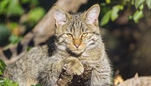 Preview wallpaper wild cat, glance, animal, wildlife