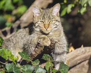 Preview wallpaper wild cat, glance, animal, wildlife