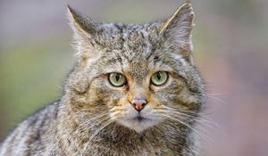Preview wallpaper wild cat, glance, animal
