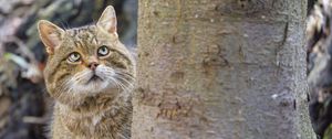 Preview wallpaper wild cat, glance, animal, blur
