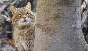 Preview wallpaper wild cat, glance, animal, blur