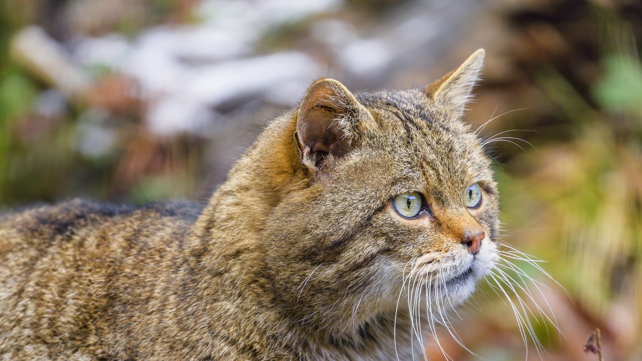 Wallpaper wild cat, glance, blur, wildlife