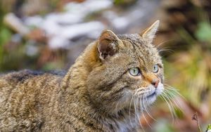 Preview wallpaper wild cat, glance, blur, wildlife