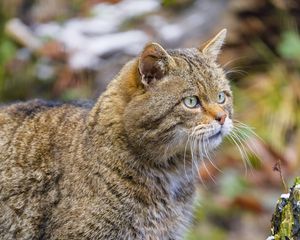 Preview wallpaper wild cat, glance, blur, wildlife