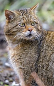 Preview wallpaper wild cat, glance, predator, wildlife