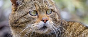 Preview wallpaper wild cat, glance, predator, wildlife