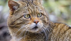 Preview wallpaper wild cat, glance, predator, wildlife