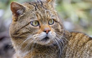 Preview wallpaper wild cat, glance, predator, wildlife