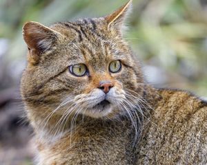 Preview wallpaper wild cat, glance, predator, wildlife