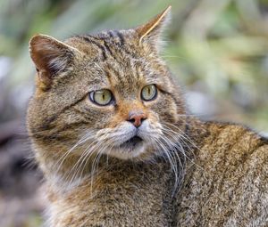 Preview wallpaper wild cat, glance, predator, wildlife