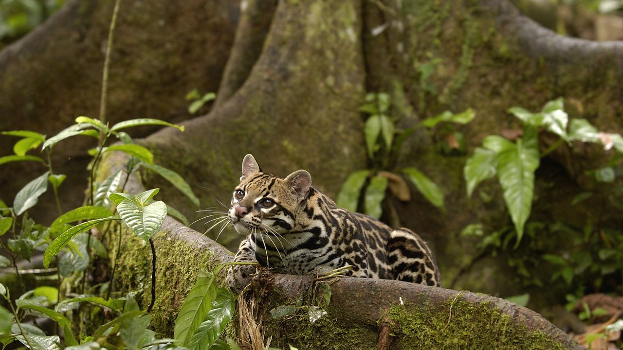 Wallpaper wild cat, jungle, foliage