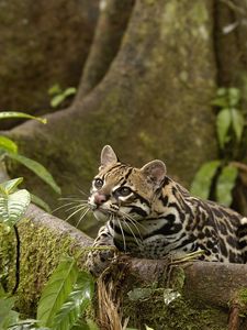 Preview wallpaper wild cat, jungle, foliage