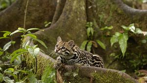 Preview wallpaper wild cat, jungle, foliage