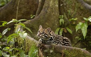 Preview wallpaper wild cat, jungle, foliage