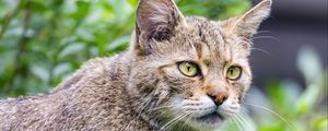Preview wallpaper wild cat, predator, wildlife, blur