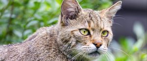 Preview wallpaper wild cat, predator, wildlife, blur