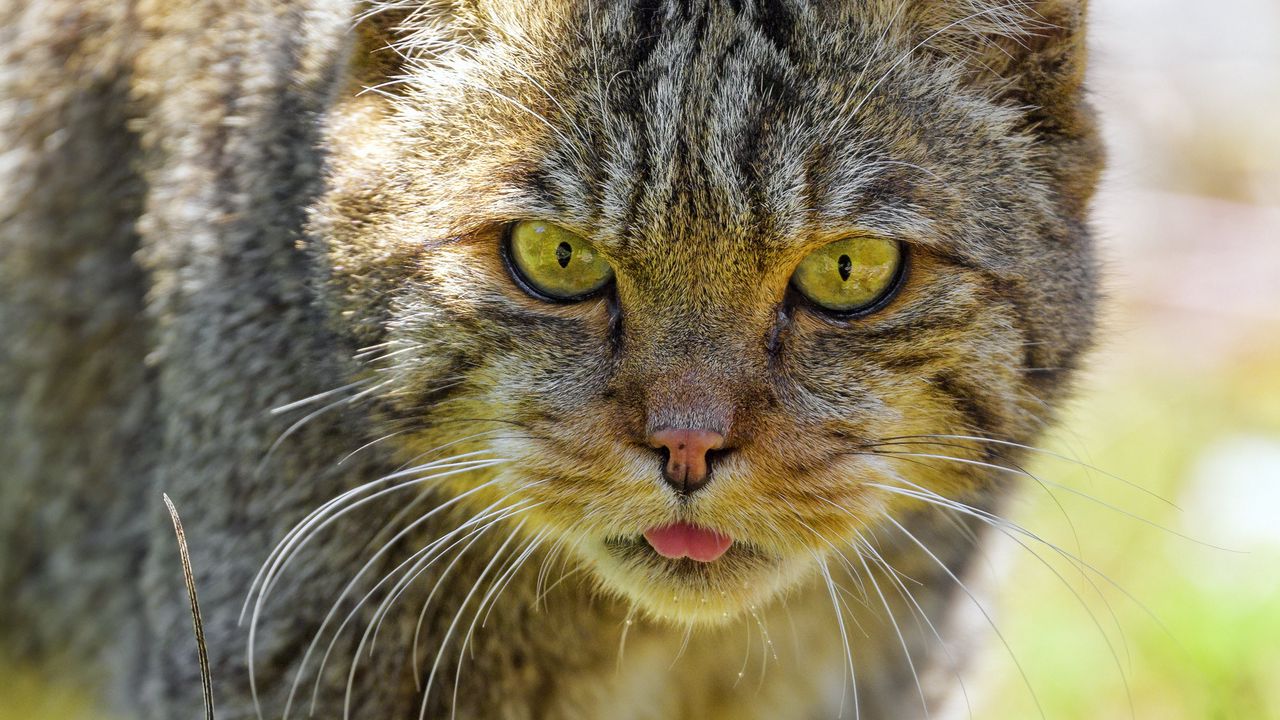 Wallpaper wild cat, protruding tongue, animal