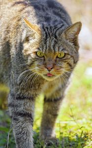 Preview wallpaper wild cat, protruding tongue, animal