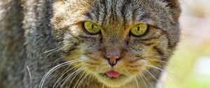 Preview wallpaper wild cat, protruding tongue, animal