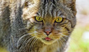 Preview wallpaper wild cat, protruding tongue, animal