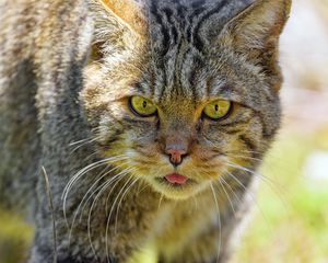 Preview wallpaper wild cat, protruding tongue, animal