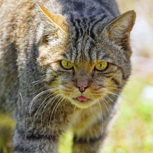Preview wallpaper wild cat, protruding tongue, animal
