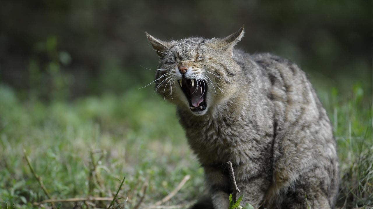 Wallpaper wild cat, screaming, aggression
