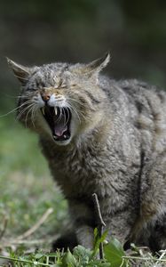 Preview wallpaper wild cat, screaming, aggression