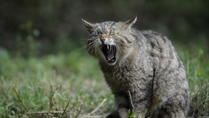 Preview wallpaper wild cat, screaming, aggression