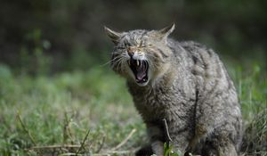 Preview wallpaper wild cat, screaming, aggression