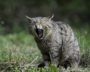 Preview wallpaper wild cat, screaming, aggression
