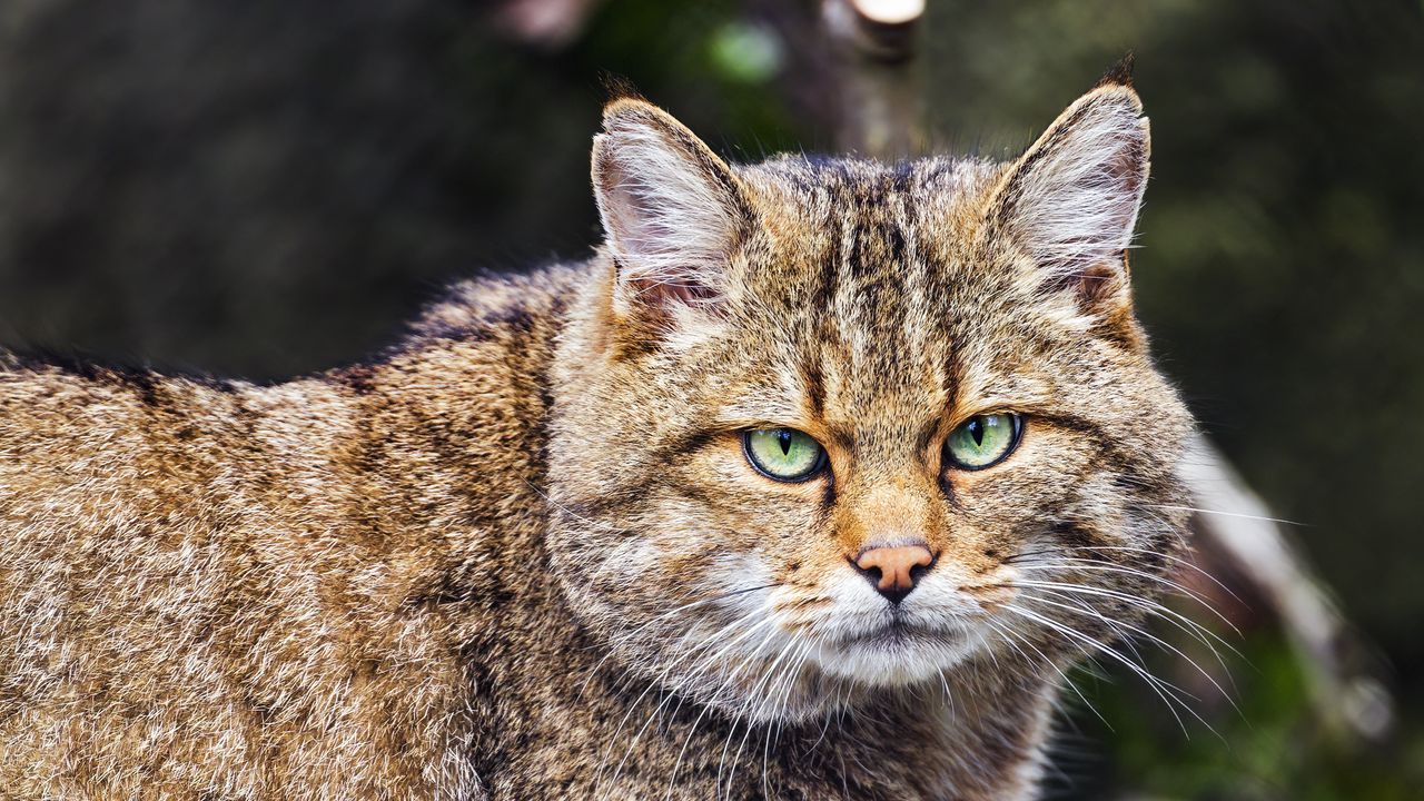 Wallpaper wild cat, wildlife, animal, log