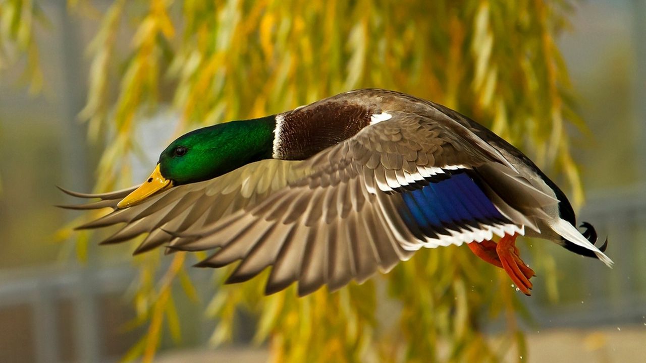 Wallpaper wild duck, flying, colorful, bird
