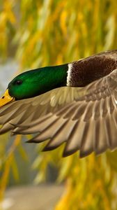 Preview wallpaper wild duck, flying, colorful, bird
