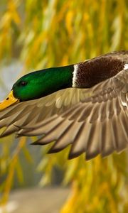 Preview wallpaper wild duck, flying, colorful, bird