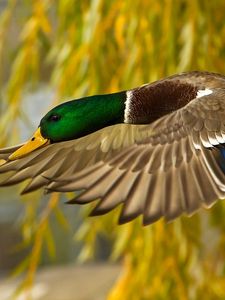 Preview wallpaper wild duck, flying, colorful, bird