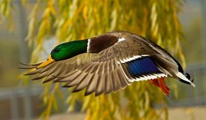 Preview wallpaper wild duck, flying, colorful, bird