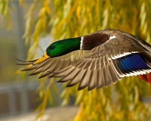 Preview wallpaper wild duck, flying, colorful, bird