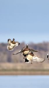 Preview wallpaper wild ducks, birds, flight, wildlife