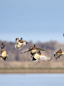 Preview wallpaper wild ducks, birds, flight, wildlife