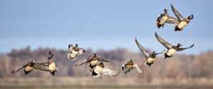 Preview wallpaper wild ducks, birds, flight, wildlife