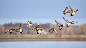 Preview wallpaper wild ducks, birds, flight, wildlife