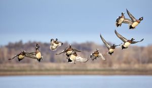 Preview wallpaper wild ducks, birds, flight, wildlife