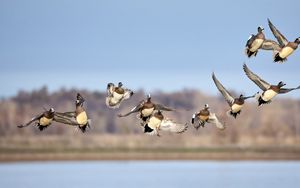 Preview wallpaper wild ducks, birds, flight, wildlife