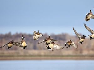 Preview wallpaper wild ducks, birds, flight, wildlife