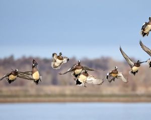 Preview wallpaper wild ducks, birds, flight, wildlife