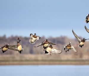 Preview wallpaper wild ducks, birds, flight, wildlife