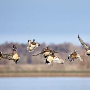 Preview wallpaper wild ducks, birds, flight, wildlife