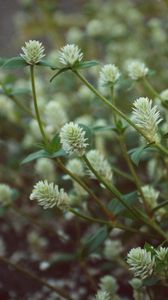 Preview wallpaper wild flowers, field flowers, stems, buds