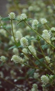 Preview wallpaper wild flowers, field flowers, stems, buds